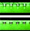 Figure 2. Realtime picture of a BGA during reflow, recorded with the RPC 550 A (top: solid, bottom: molten)